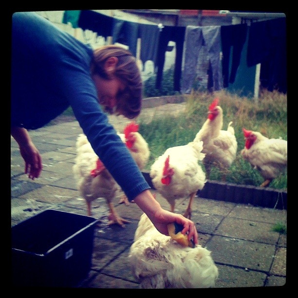 Kasia & her 6 beloved chickens