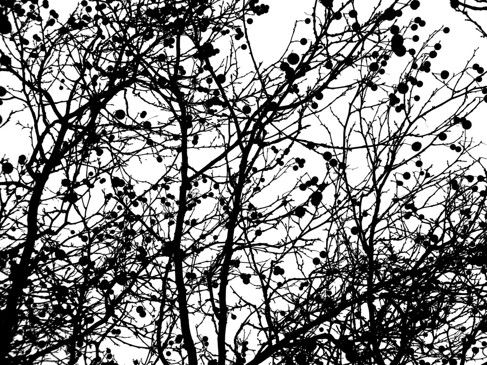 Lobato_8 Lobato_8