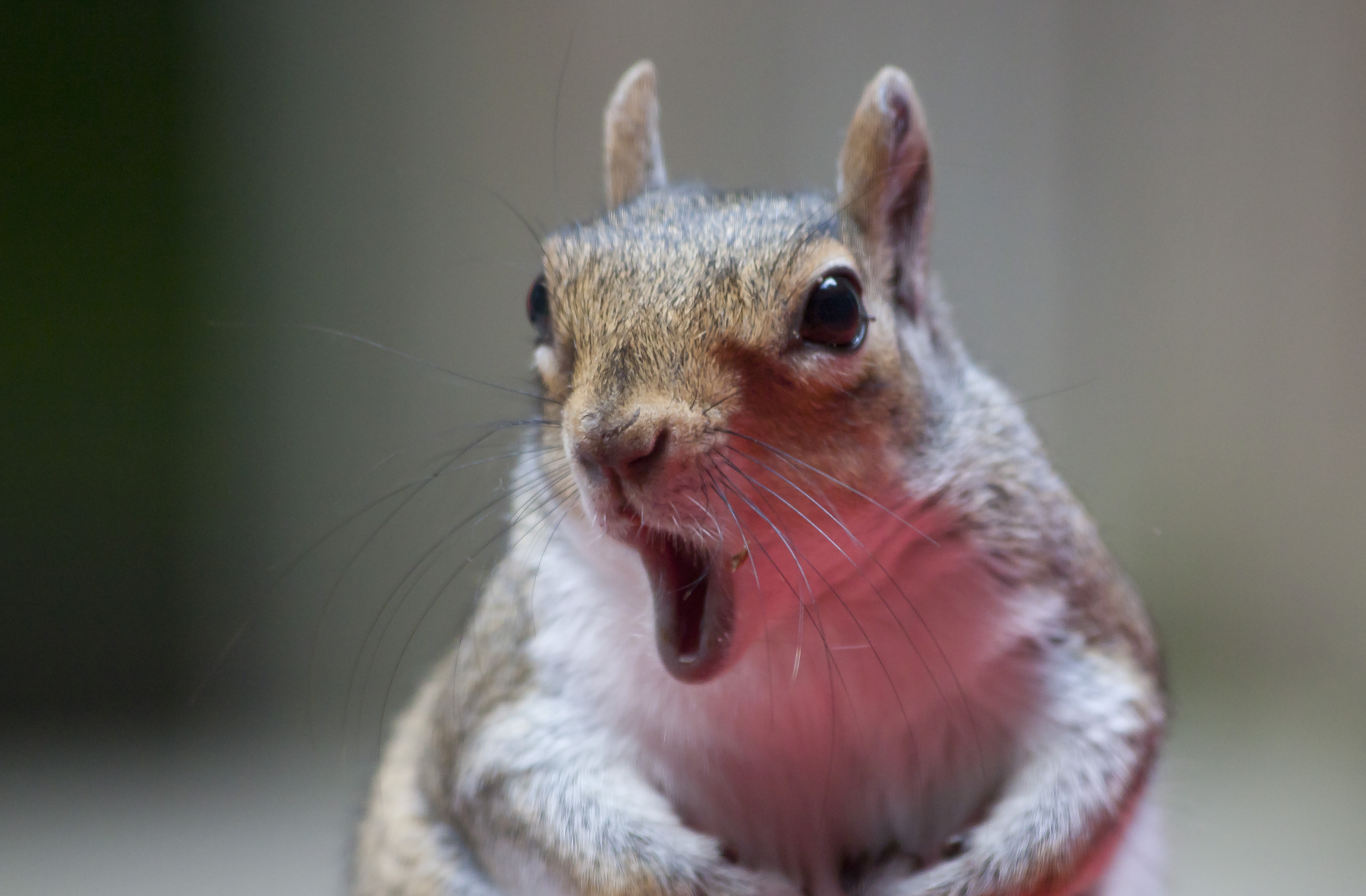 The Squirrel! The Squirrel!
