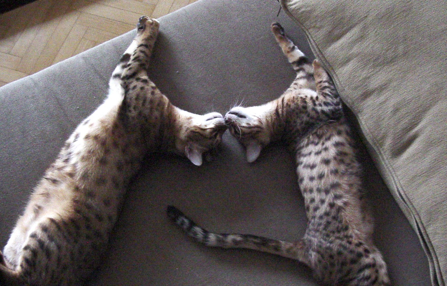 luna & kita luna & kita