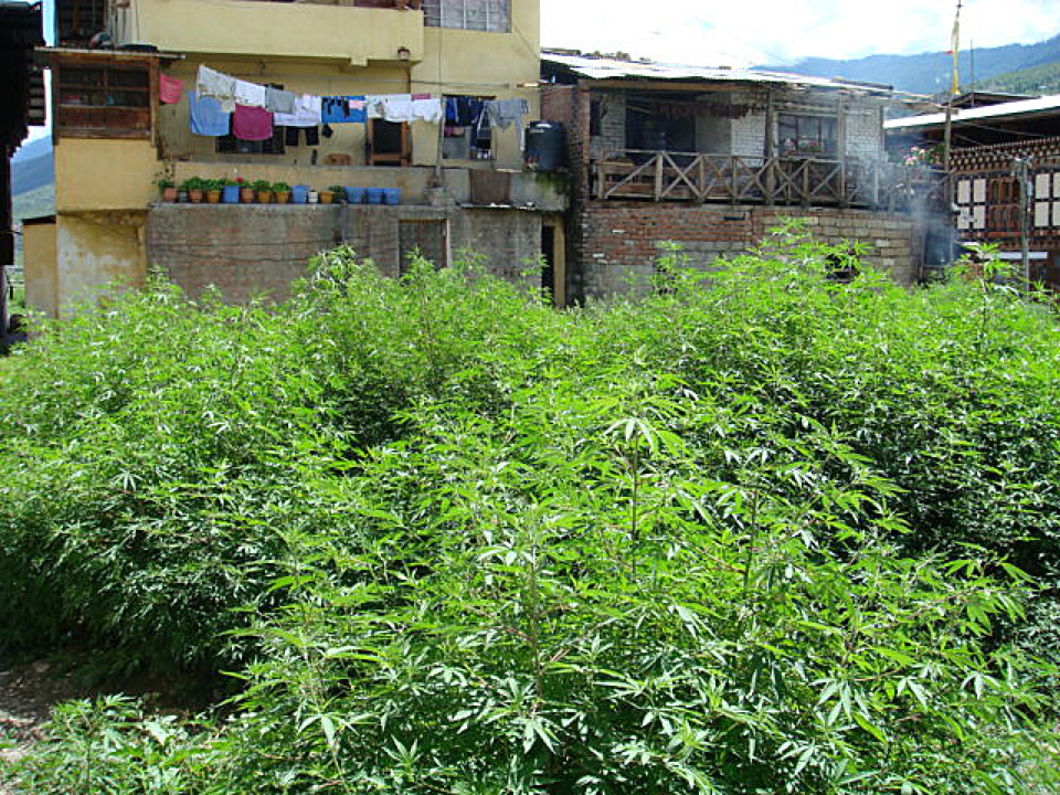 %E2%80%9CMarijuana-growing-freely-in-Paro-Bhutan-2007%E2%80%9D-Photo-Emmanuelle-Linard.jpg