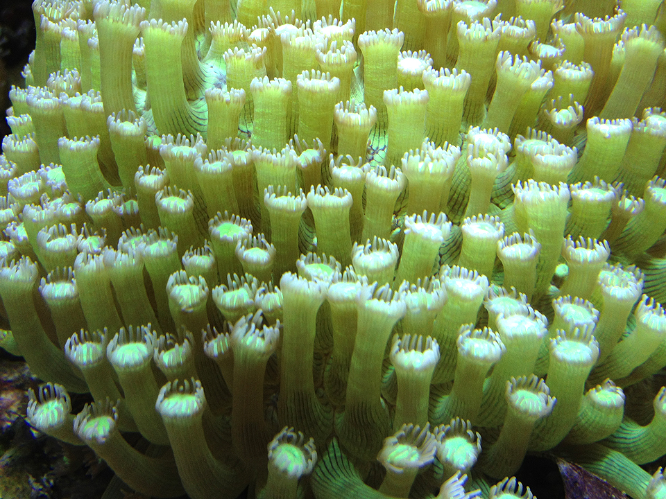 underwater-organisms-texture-form-fabric-mona-kim