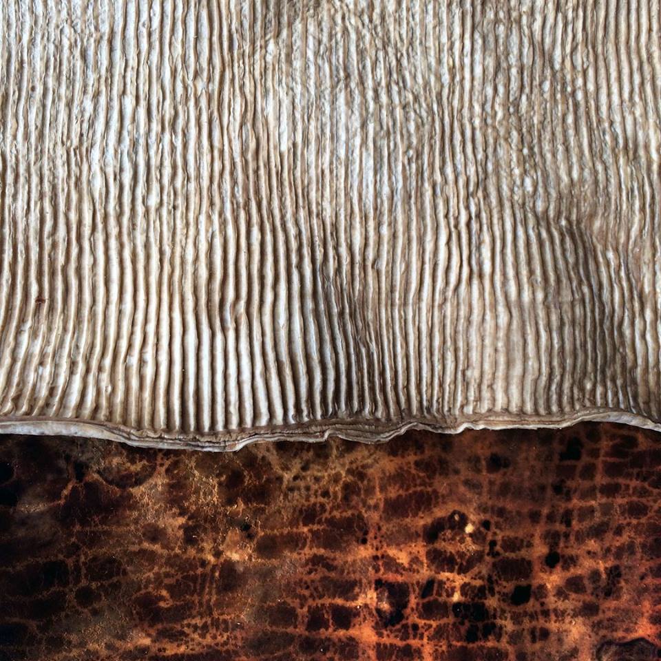mycoworks-mushroom-leather