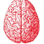 brain