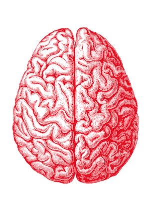 brain